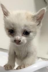 Shelter Stray Female Cat last seen Oakland, CA 94601, Oakland, CA 94601