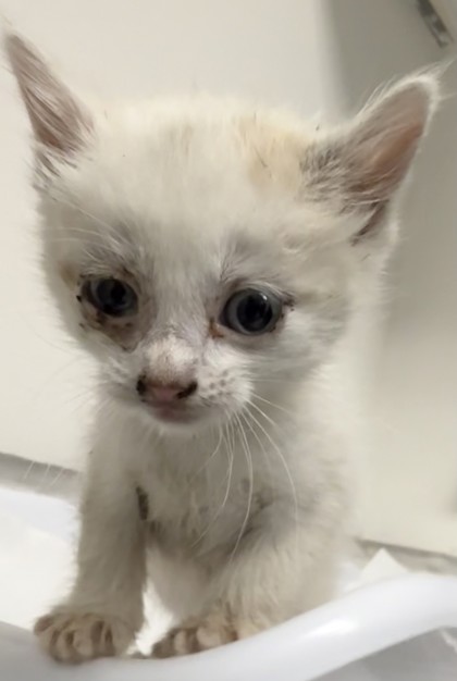Shelter Stray Female Cat last seen Near 38th ave, Oakland, CA, 1101 29th Ave, Oakland, CA 94601, USA