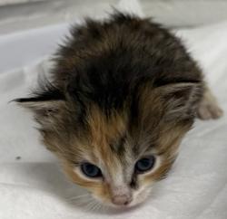 Shelter Stray Female Cat last seen Oakland, CA 94601, Oakland, CA 94601