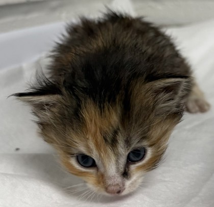 Shelter Stray Female Cat last seen Near 38th ave, Oakland, CA, 1101 29th Ave, Oakland, CA 94601, USA