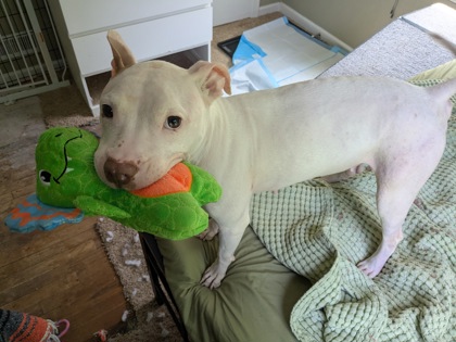 Shelter Stray Female Dog last seen Indiana & E 75th St, KCMO, 64132, 64132, MO, Kansas City, MO 64132