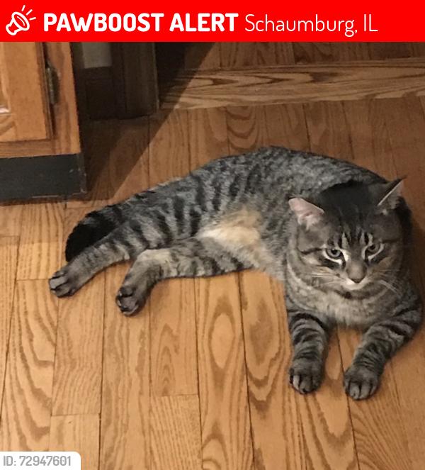 Lost Male Cat last seen Windsong Subdivision , Schaumburg, IL 60194