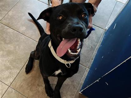 Shelter Stray Female Dog last seen Georgetown, TX 78626, Georgetown, TX 78626