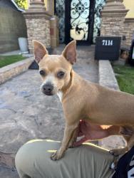 Found/Stray Male Dog last seen Old river school rd and Stewart & grey, Downey, CA 90242