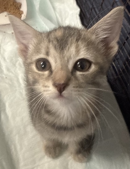 Shelter Stray Female Cat last seen Moncks Corner, SC 29461, North Charleston, SC 29406