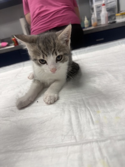 Shelter Stray Male Cat last seen Moncks Corner, SC 29461, North Charleston, SC 29406