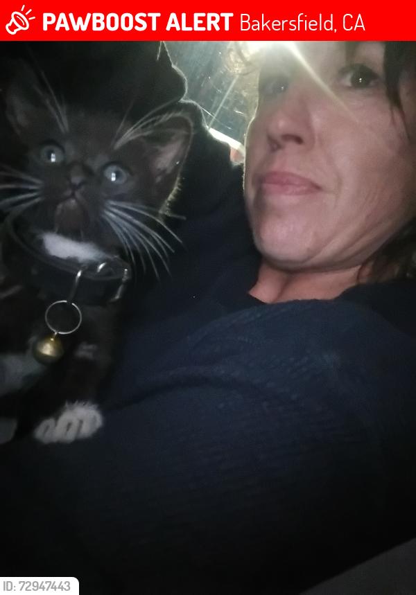 Lost Male Cat last seen S. Chester at the frosty king by the railroad tracks, Bakersfield, CA 93304