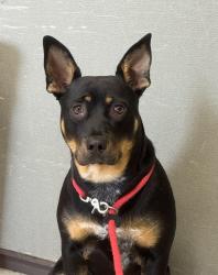 Shelter Stray Female Dog last seen Near E 700 S, SALT LAKE CITY, UT, 84111, Taylorsville, UT 84123