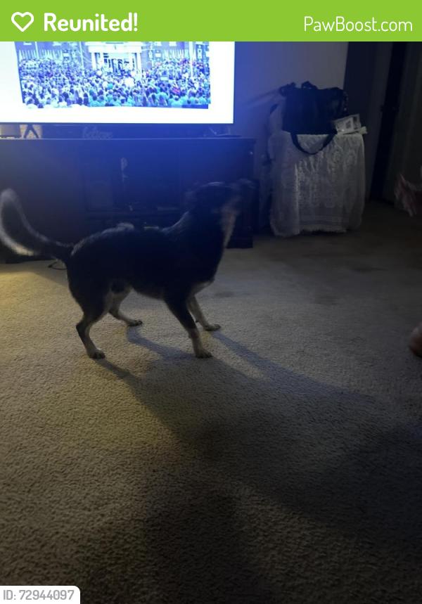 Reunited Male Dog last seen McAllister Park trails, San Antonio, TX 78247