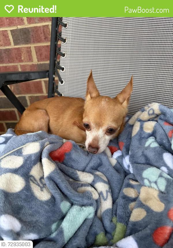Reunited Male Dog last seen Wesley South, Greenville, NC 27858