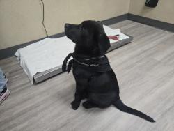 Shelter Stray Male Dog last seen Near N Strand, Oceanside, CA, 92054, Oceanside, CA 92058
