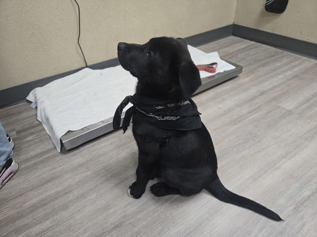 Shelter Stray Male Dog last seen Near N Strand, Oceanside, CA, 92054, Oceanside, CA 92058