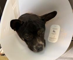 Shelter Stray Male Dog last seen rincon reservation, Descanso, CA, 91916, Escondido, CA 92027