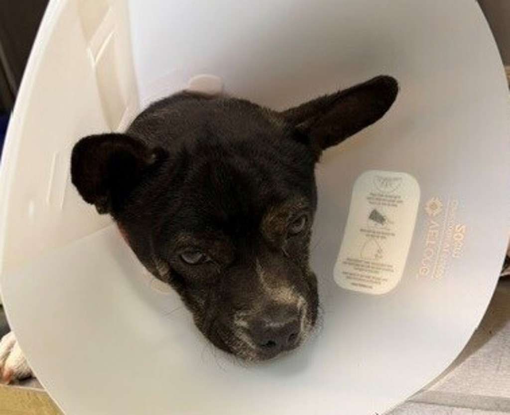 Shelter Stray Male Dog last seen rincon reservation, Descanso, CA, 91916, Escondido, CA 92027
