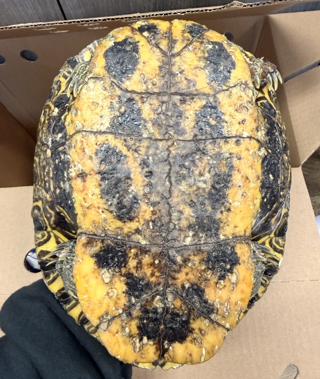 Shelter Stray Unknown Reptile last seen Near Grove Avenue, Imperial Beach, CA, 91932, San Diego, CA 92110