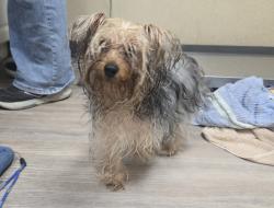 Shelter Stray Female Dog last seen Not Provided., Encinitas, CA, 92024, Oceanside, CA 92058