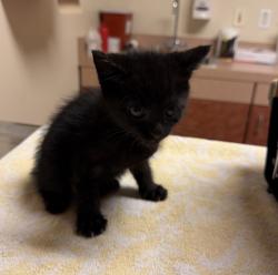 Shelter Stray Male Cat last seen Oliviana Ave, LIVERMORE, CA, 94551, Oakland, CA 94621