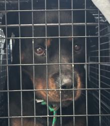 Shelter Stray Male Dog last seen Near Bayside Lane, San Diego, CA, 92109, San Diego, CA 92110
