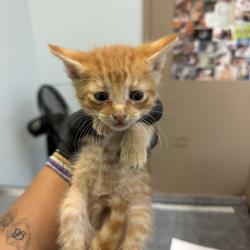 Shelter Stray Male Cat last seen Near Lauriston Drive, San Diego, CA, 92154, San Diego, CA 92110
