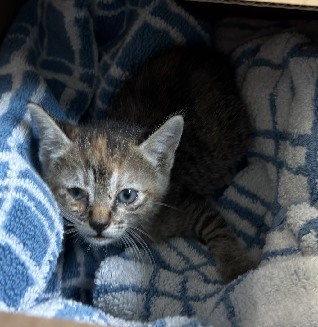 Shelter Stray Female Cat last seen Near Lauriston Drive, San Diego, CA, 92154, San Diego, CA 92110