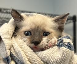 Shelter Stray Male Cat last seen Near Hilltop Drive, San Diego, CA, 92102, San Diego, CA 92110