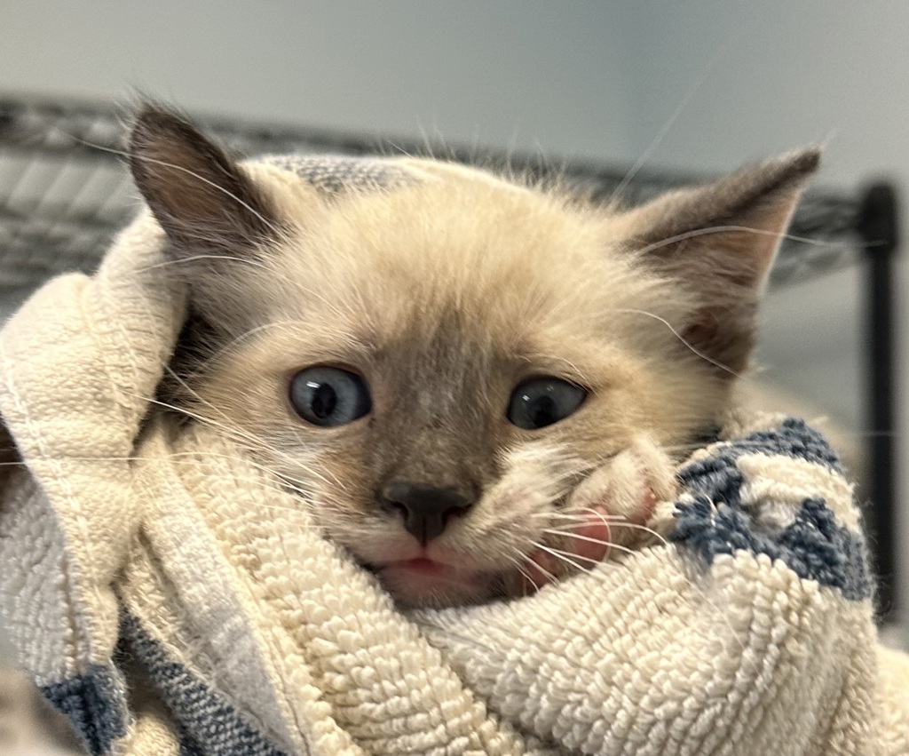 Shelter Stray Male Cat last seen Near Hilltop Drive, San Diego, CA, 92102, San Diego, CA 92110