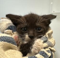 Shelter Stray Female Cat last seen Near Hilltop Drive, San Diego, CA, 92102, San Diego, CA 92110