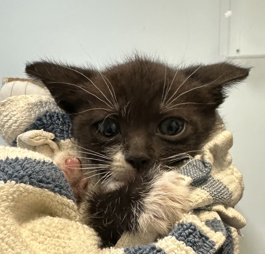 Shelter Stray Female Cat last seen Near Hilltop Drive, San Diego, CA, 92102, San Diego, CA 92110