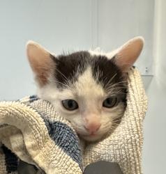 Shelter Stray Female Cat last seen Near Hilltop Drive, San Diego, CA, 92102, San Diego, CA 92110