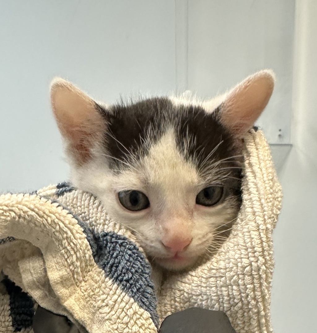 Shelter Stray Female Cat last seen Near Hilltop Drive, San Diego, CA, 92102, San Diego, CA 92110