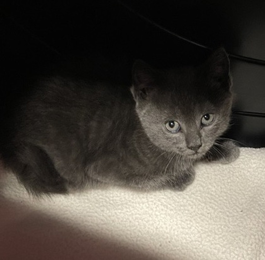 Shelter Stray Female Cat last seen Near W Mission Avenue, Escondido, CA, 92025, Escondido, CA 92027