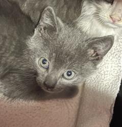 Shelter Stray Male Cat last seen Near W Mission Avenue, Escondido, CA, 92025, Escondido, CA 92027