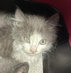 Shelter Stray Male Cat last seen Near W Mission Avenue, Escondido, CA, 92025, Escondido, CA 92027