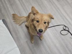 Shelter Stray Male Dog last seen Near S Coast Highway, Oceanside, CA, 92054, Oceanside, CA 92058