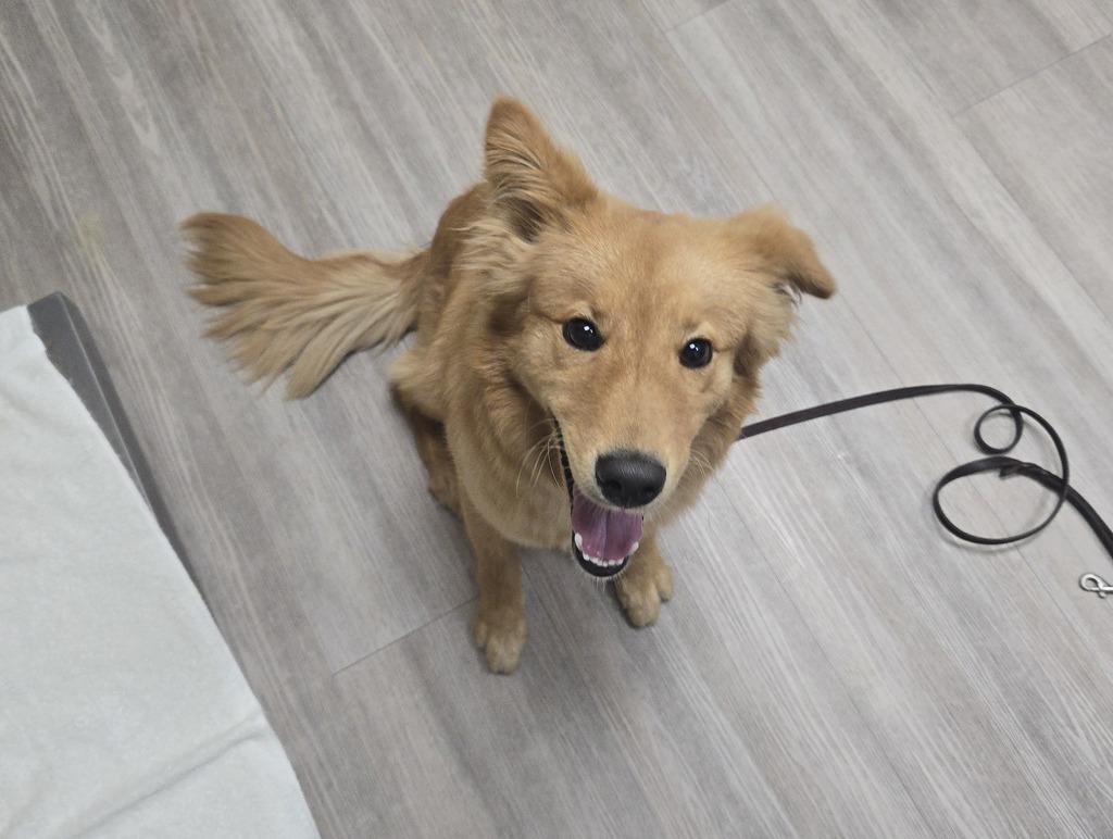 Shelter Stray Male Dog last seen Near S Coast Highway, Oceanside, CA, 92054, Oceanside, CA 92058