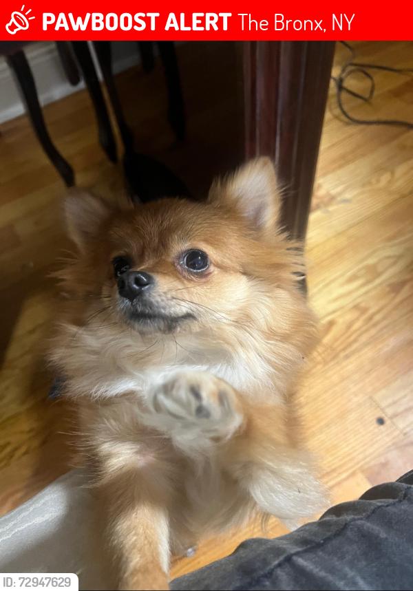 Lost Female Dog last seen Gunther and Adee Avenue, The Bronx, NY 10469