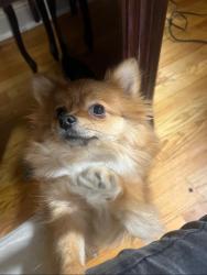 Lost Female Dog last seen Gunther and Adee Avenue, The Bronx, NY 10469