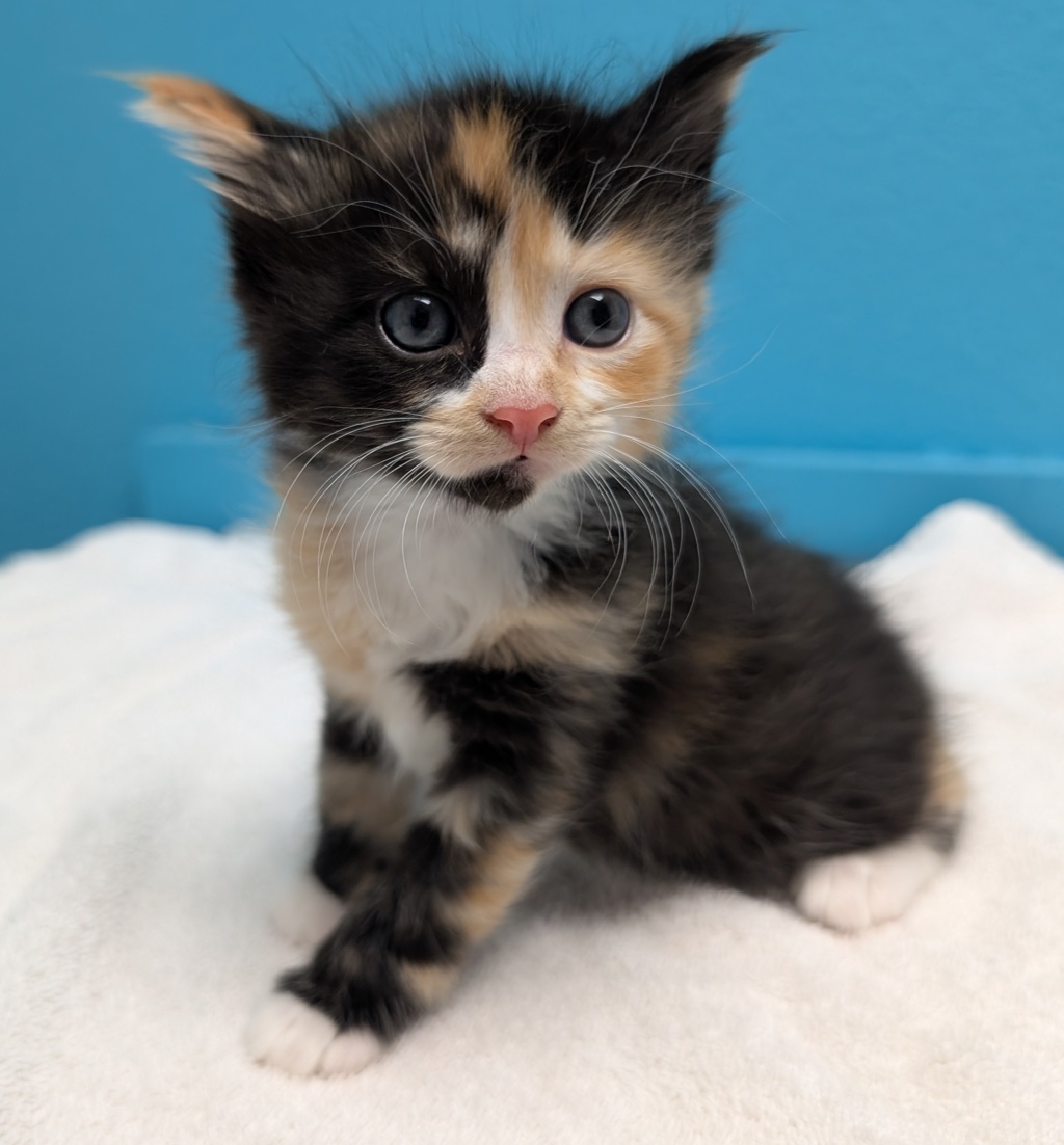 Shelter Stray Female Cat last seen Near Flanders Drive, San Diego, CA, 92126, El Cajon, CA 92020