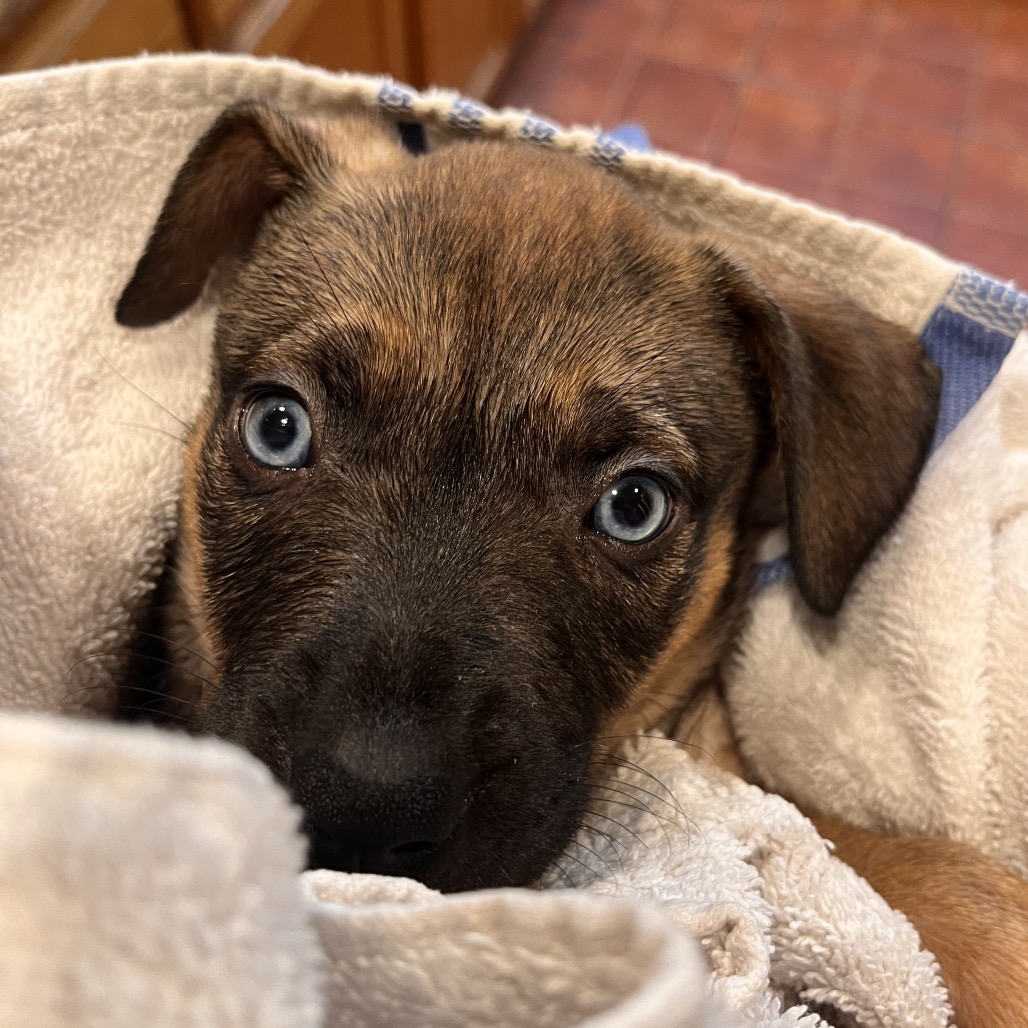 Shelter Stray Female Dog last seen , Los Angeles, CA 90018