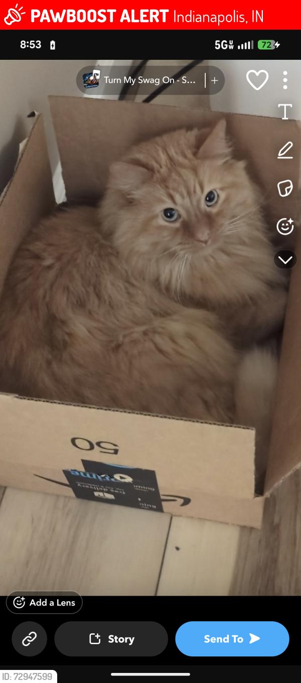 Lost Male Cat last seen Lunsford Dr and Pappas St, Indianapolis, IN 46237