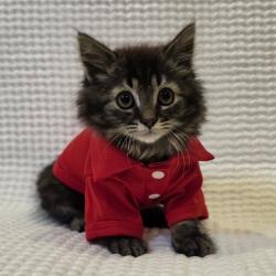 Shelter Stray Male Cat last seen , Tipton, IN 46072