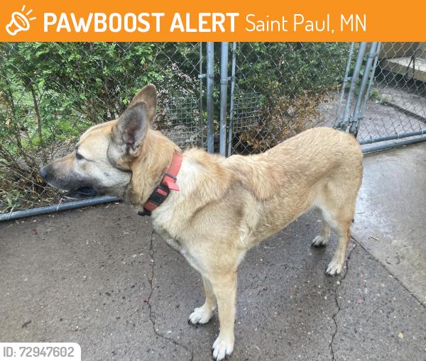 Found/Stray Female Dog last seen White Bear Ave and Leone Ave, Saint Paul, MN 55119