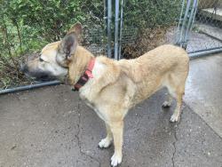 Found/Stray Female Dog last seen White Bear Ave and Leone Ave, Saint Paul, MN 55119