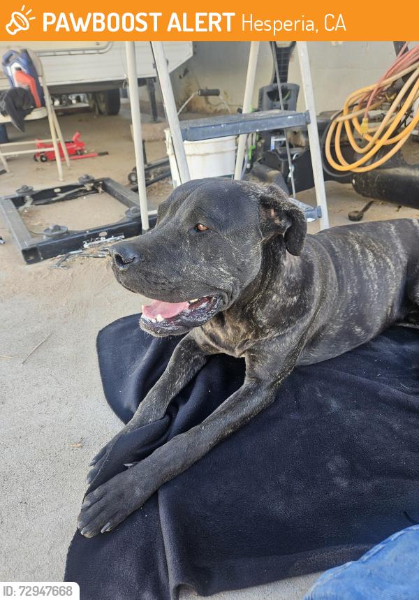 Found/Stray Male Dog last seen I ave and Redbud st, Hesperia, CA 92340