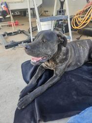 Found/Stray Male Dog last seen I ave and Redbud st, Hesperia, CA 92340
