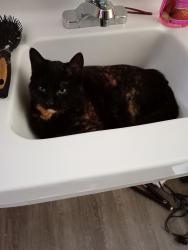 Lost Female Cat last seen George st & lake (little lake area) , Peterborough, ON K9J