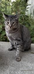 Lost Male Cat last seen 5th and Main st. , La Puente, CA 91744
