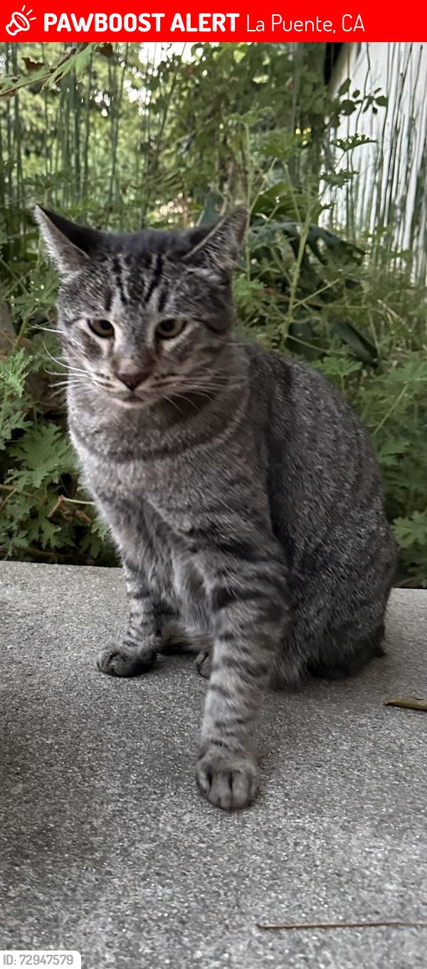 Lost Male Cat last seen 5th and Main st. , La Puente, CA 91744