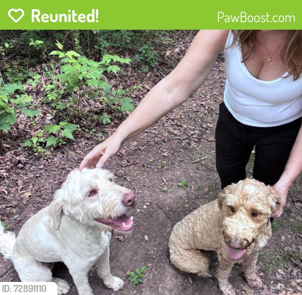 Reunited Male Dog last seen Curtis Creek and White rock Church Road, Buncombe County, NC 28715