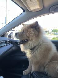 Reunited Male Dog last seen Grand Ave, Covina, CA, USA, Covina, CA 91723